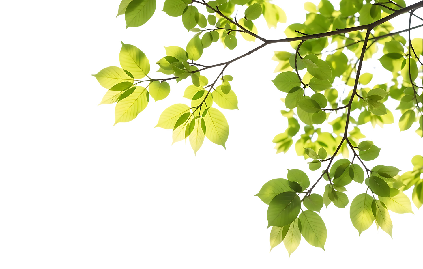Tree branch