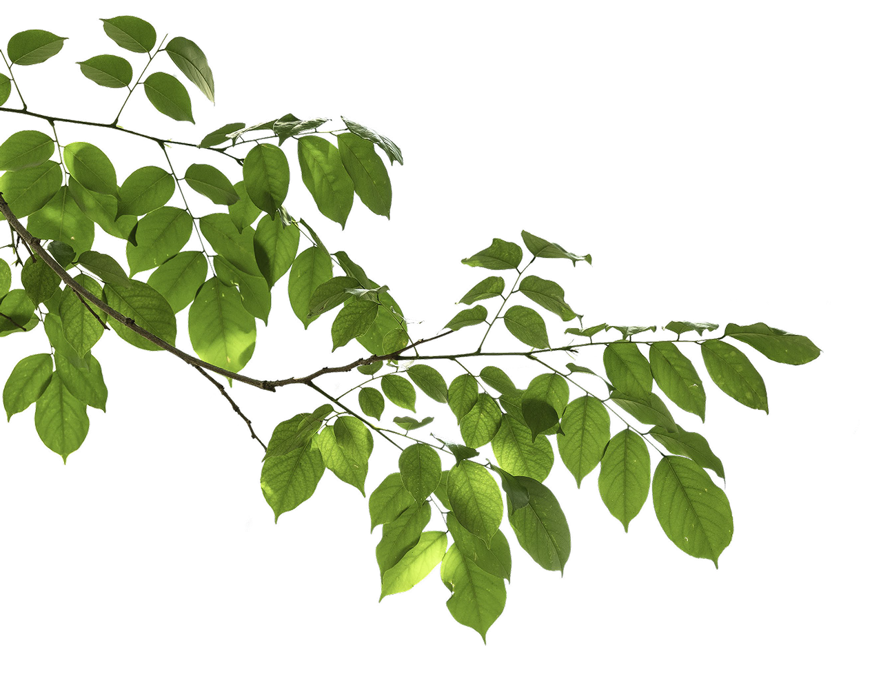 Tree branch
