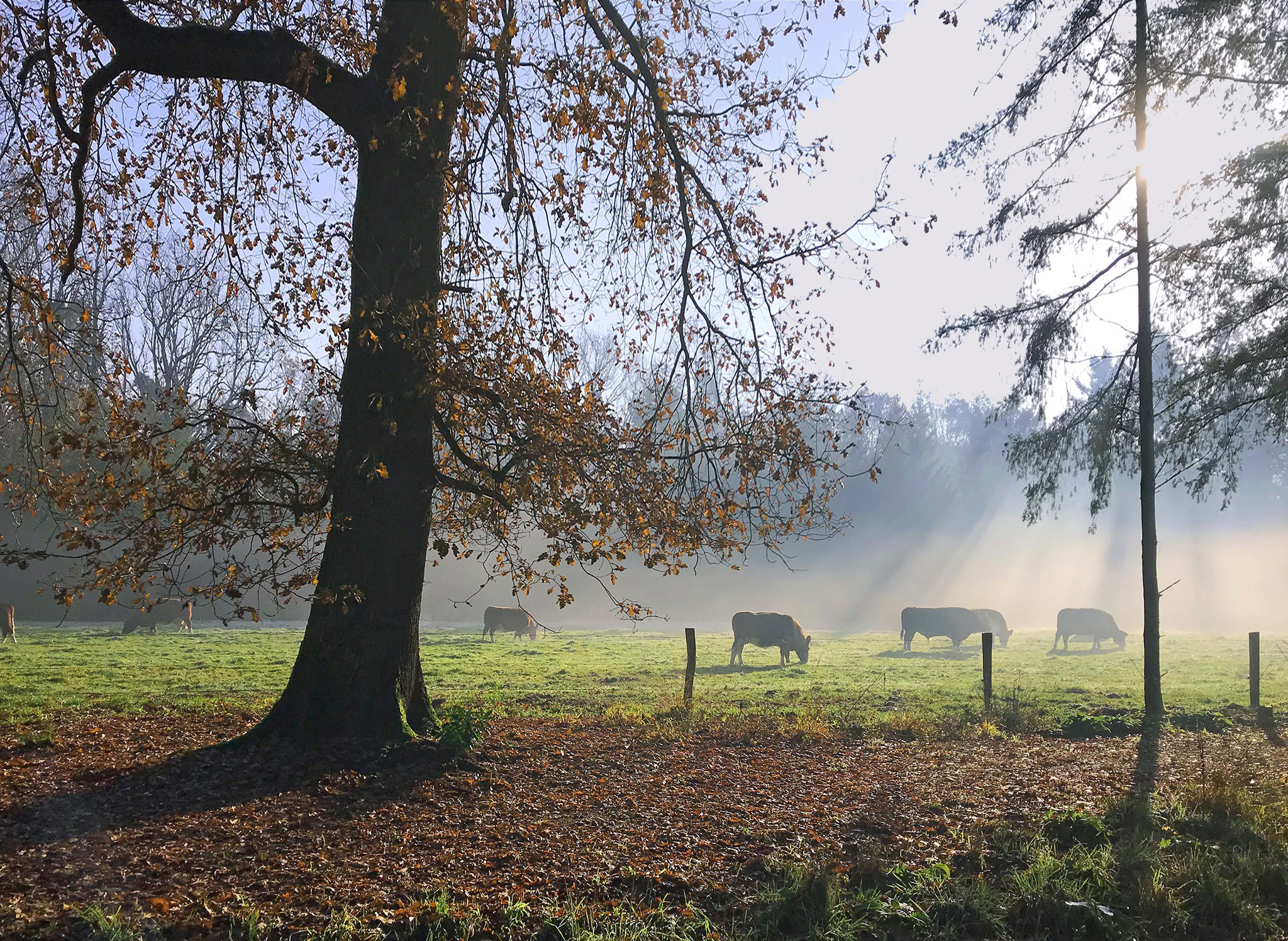Landgoed in de mist